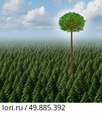 Stand out from the crowd concept as a forest of evergreen trees with a successful leaf tree standing high above the competition as a business metaphor for individuality and different individual distinction to prosper as an outsider. Стоковое фото, агентство Ingram Publishing / Фотобанк Лори