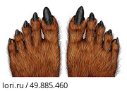 Werewolf feet as a creepy creature for halloween or scary symbol with textured hairy and textured foot skin with cursed wolf monster toes on a white background. Стоковое фото, агентство Ingram Publishing / Фотобанк Лори