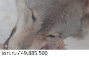 Волк серый, животное грызёт мясо, звери разрывают добычу, Canis lupus. Стоковое видео, видеограф Дмитрий Якубович / Фотобанк Лори
