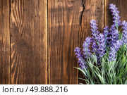 lavender. Стоковое фото, агентство Ingram Publishing / Фотобанк Лори