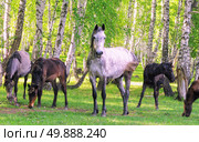 A herd of horses grazes in a birch grove. Стоковое фото, фотограф Акиньшин Владимир / Фотобанк Лори