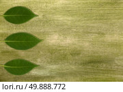 Beautiful detail of the camelia leaves on green painted canvas. Стоковое фото, агентство Ingram Publishing / Фотобанк Лори
