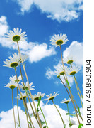 Daisywheels on sky background with clouds. Nature composition. Стоковое фото, агентство Ingram Publishing / Фотобанк Лори
