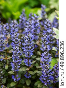 beautiful spring blue flower. closeup. Стоковое фото, агентство Ingram Publishing / Фотобанк Лори