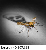 Mosquitto disease transmitting illness concept as an infected insect casting a shadow shaped as a death skull for zika virus risk that represents the danger of transmitting infection through bug bites resulting in infection and fever in a 3D illustration style. Стоковое фото, агентство Ingram Publishing / Фотобанк Лори