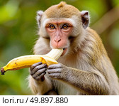 Monkey with a banana. Стоковое AI-изображение, AI-художник Сергей Елизарьев / Фотобанк Лори