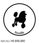 Poodle icon. Thin circle design. Vector illustration. Стоковая иллюстрация, агентство Ingram Publishing / Фотобанк Лори