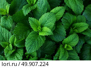 Melissa plant. Lemon balm in the garden. Countryside nature. Organic agriculture. Стоковое фото, фотограф Есич Елена / Фотобанк Лори
