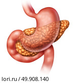 Pancreas medical concept and human organ as a panceatic digestive gland body part with stomach and intestine as a health symbol for the endocrine system isolated on a white background with 3D illustration elements. Стоковое фото, агентство Ingram Publishing / Фотобанк Лори