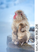 Japanese Snow monkey Macaque in hot spring Onsen Jigokudan Park, Nakano, Japan. Стоковое фото, агентство Ingram Publishing / Фотобанк Лори