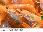 Freshly cooked prawns - shrimp on ice. Стоковое фото, агентство Ingram Publishing / Фотобанк Лори