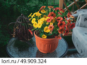 Pethoa is a vegetative petunia. A hybrid plant obtained by crossing petunia and calibrachoa. Hanging pot with yellow and terracotta Caramel Yellow flowers. Стоковое фото, фотограф Оксана Медведева / Фотобанк Лори