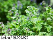 herb mint catnip. nature. Стоковое фото, агентство Ingram Publishing / Фотобанк Лори