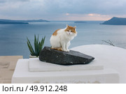 Кот сидит на камне с видом на море в Ие, Санторини, Греция. Спокойная атмосфера, кикладская архитектура и островной пейзаж на закате (2019 год). Стоковое фото, фотограф Сергей Васютин / Фотобанк Лори
