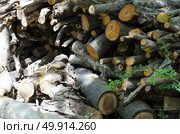The tree was cut together. Deforestation. Стоковое фото, агентство Ingram Publishing / Фотобанк Лори