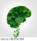 Ginkgo Biloba brain as a herbal medicine concept and natural phytotherapy medication symbol for healing as leaves shaped as a thinking human organ. Стоковое фото, агентство Ingram Publishing / Фотобанк Лори