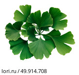 Ginkgo Biloba isolated on a white background as a symbol for traditional medicine representing natural medicinal benefits as a homeopathy symbol for memory or cognitive function. Стоковое фото, агентство Ingram Publishing / Фотобанк Лори