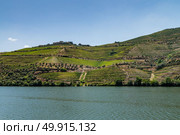 Point of view shot from historic train in Douro region, Portugal. Features a wide view of terraced vineyards in Douro Valley, Alto Douro Wine Region in northern Portugal, officially designated by UNESCO as World Heritage Site. Стоковое фото, агентство Ingram Publishing / Фотобанк Лори