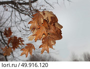 Sorrow and solitude concept as a group of old weathered leaves in autumn shaped as a human head as a sadness symbol in a 3D illustration style. Стоковое фото, агентство Ingram Publishing / Фотобанк Лори
