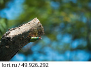 coppersmith barbet, Birds are planting trees to nest. Стоковое фото, агентство Ingram Publishing / Фотобанк Лори