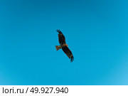 hawk on blue sky, Nakhonnayok, Thailand. Стоковое фото, агентство Ingram Publishing / Фотобанк Лори