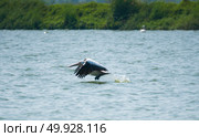 Spot-billed pelican flying over the lake. Стоковое фото, агентство Ingram Publishing / Фотобанк Лори