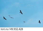 black hawk on blue sky. Стоковое фото, агентство Ingram Publishing / Фотобанк Лори