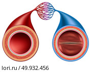 Artery and vein structure comparison concept as a human circulation section with blood vessels anatomy close up in a 3D illustration style. Стоковое фото, агентство Ingram Publishing / Фотобанк Лори
