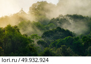 deep tropical forest, canopy tree and fog. Стоковое фото, агентство Ingram Publishing / Фотобанк Лори