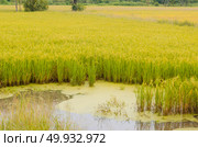 Green, yellow paddy rice field, Thailand. Стоковое фото, агентство Ingram Publishing / Фотобанк Лори