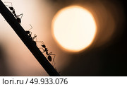 A parade of ants. Стоковое фото, агентство Ingram Publishing / Фотобанк Лори