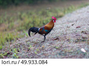 jungle fowl. Стоковое фото, агентство Ingram Publishing / Фотобанк Лори