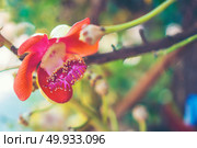 Shorea robusta flower or Sal tree flower on the tree with nature tree bokeh background. Стоковое фото, агентство Ingram Publishing / Фотобанк Лори