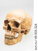 human skull model on isolated white background. Стоковое фото, агентство Ingram Publishing / Фотобанк Лори