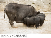 Vietnamese pigs on rural yard. Vietnamese pigs. Стоковое фото, агентство Ingram Publishing / Фотобанк Лори