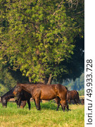 Group of three young horses on the pasture. Стоковое фото, агентство Ingram Publishing / Фотобанк Лори