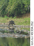 wild pig in the forest. Стоковое фото, агентство Ingram Publishing / Фотобанк Лори