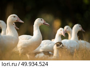 Duck in farm, black and white process filter. Стоковое фото, агентство Ingram Publishing / Фотобанк Лори