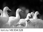 Duck in farm, black and white process filter. Стоковое фото, агентство Ingram Publishing / Фотобанк Лори