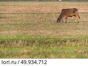 cattle farm field in Thailand. Стоковое фото, агентство Ingram Publishing / Фотобанк Лори
