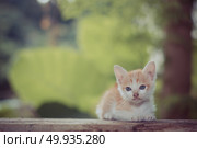 Kitten sitting staring at something. Стоковое фото, агентство Ingram Publishing / Фотобанк Лори