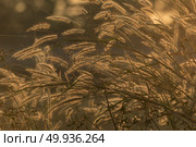 Thailand local rice paddy field with sunset. Стоковое фото, агентство Ingram Publishing / Фотобанк Лори
