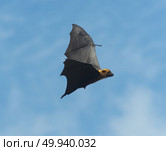 Foxes flying in the sky. biggest bat in Thailand. Стоковое фото, агентство Ingram Publishing / Фотобанк Лори