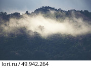 the landscape view of tropical rain forest, nature scene. Стоковое фото, агентство Ingram Publishing / Фотобанк Лори