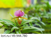 Paphiopedilum orchid flower or Lady’s Slipper orchid in Conservation Center Paphiopedilum Doi Inthanon , Chiang Mai, Thailand. Стоковое фото, агентство Ingram Publishing / Фотобанк Лори