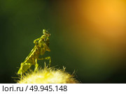 Extreme close up Praying Mantis or Mantis Religiosa, nature background. Стоковое фото, агентство Ingram Publishing / Фотобанк Лори