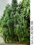 Elegant Bhutan cypress with long, drooping green foliage in an indoor tropical garden, lush and ornamental, perfect for nature backgrounds. Стоковое фото, фотограф Татьяна Терехина / Фотобанк Лори