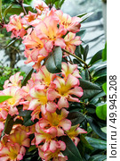 Close-up of blooming Rhododendron flowers with soft pink and yellow petals and dark green leaves, captured in a greenhouse with natural light. Стоковое фото, фотограф Татьяна Терехина / Фотобанк Лори