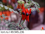 Striking red desert pea flowers with bold black centers on fuzzy green stems. Native to Australia, photographed in a tropical setting. Стоковое фото, фотограф Татьяна Терехина / Фотобанк Лори