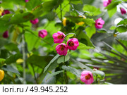 Abutilon Eric Lilac flowers, known as Flowering Maple or Chinese Lantern, seen from a distance, blooming in the sun. Malvaceae family plant in garden. Стоковое фото, фотограф Татьяна Терехина / Фотобанк Лори